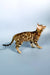 Eva | bengal kitten