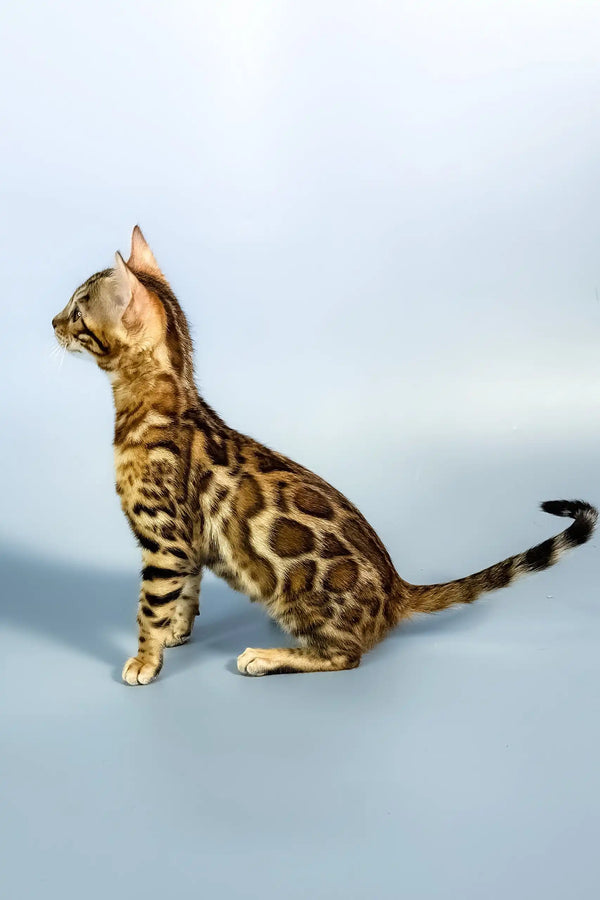 Eva | bengal kitten