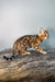 Eva | bengal kitten
