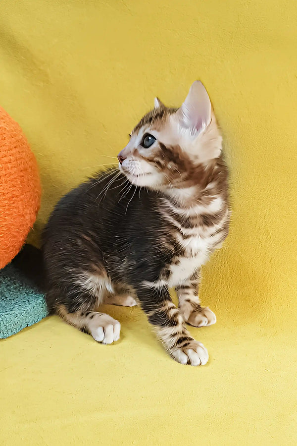 Eva | bengal kitten