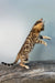Eva | bengal kitten