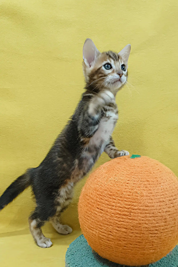 Eva | bengal kitten
