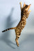 Eva | bengal kitten