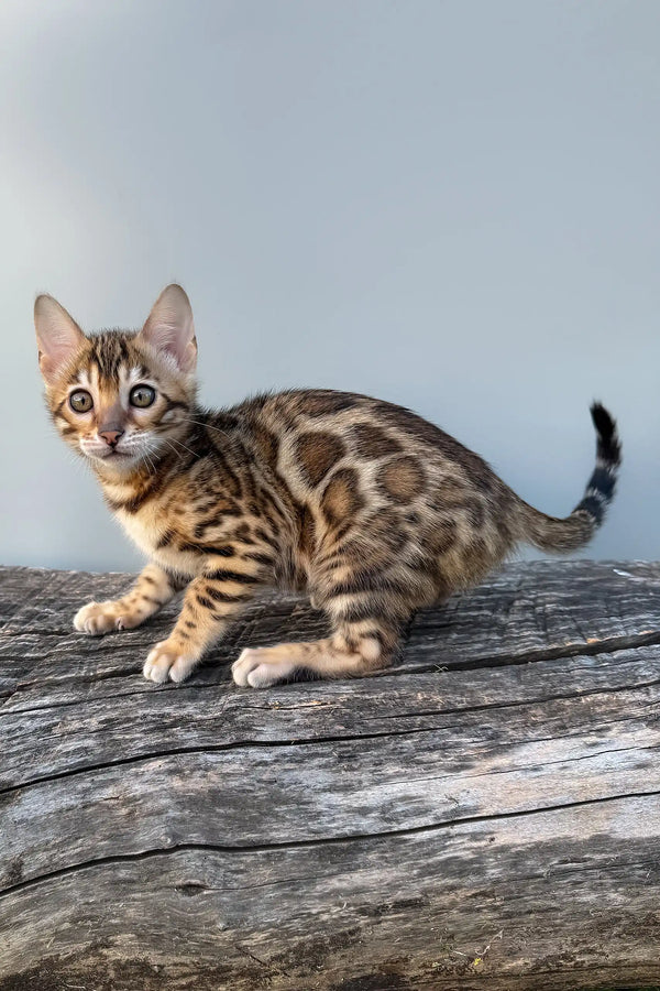 Eva | bengal kitten