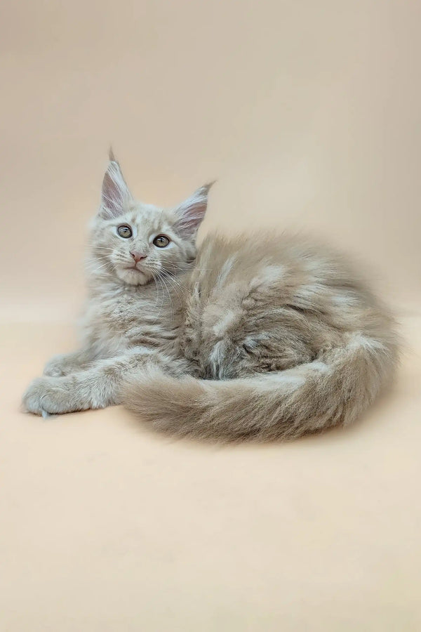 Fluffy gray Maine Coon kitten lying down, perfect for Eva | Maine Coon Kitten product