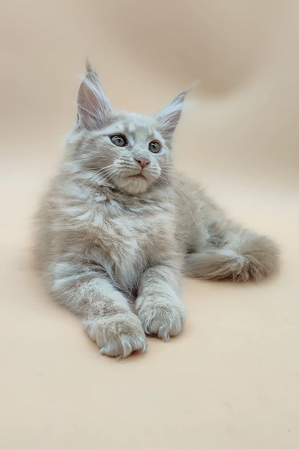 Cute Lying Maine Coon kitten named Eva, perfect for pet lovers everywhere