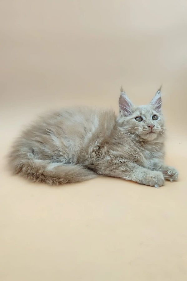 Adorable fluffy gray Maine Coon kitten named Eva perfect for your home