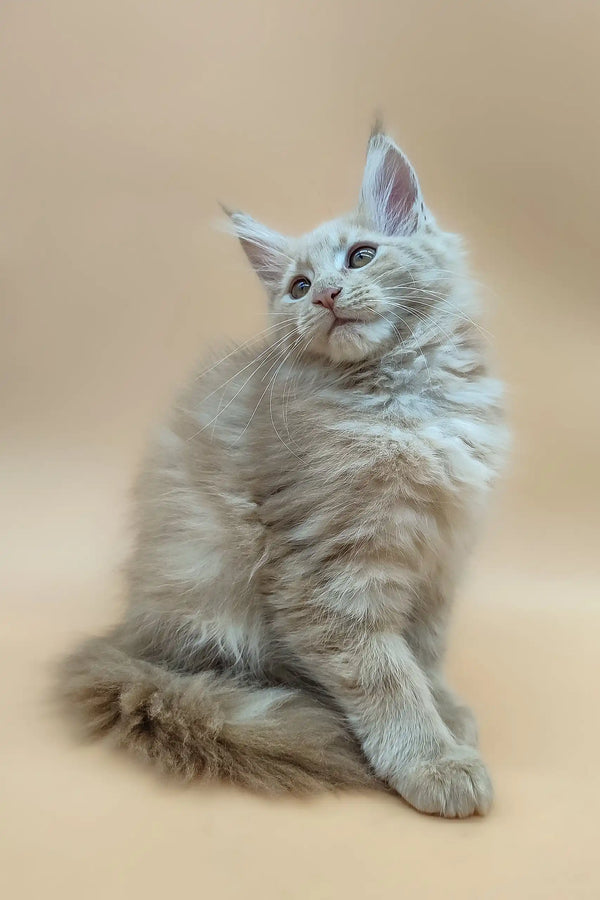 Fluffy light-brown Maine Coon kitten named Eva looking adorable and playful