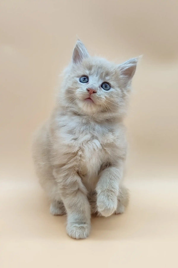 Adorable fluffy light-orange Maine Coon kitten named Eva with stunning blue eyes