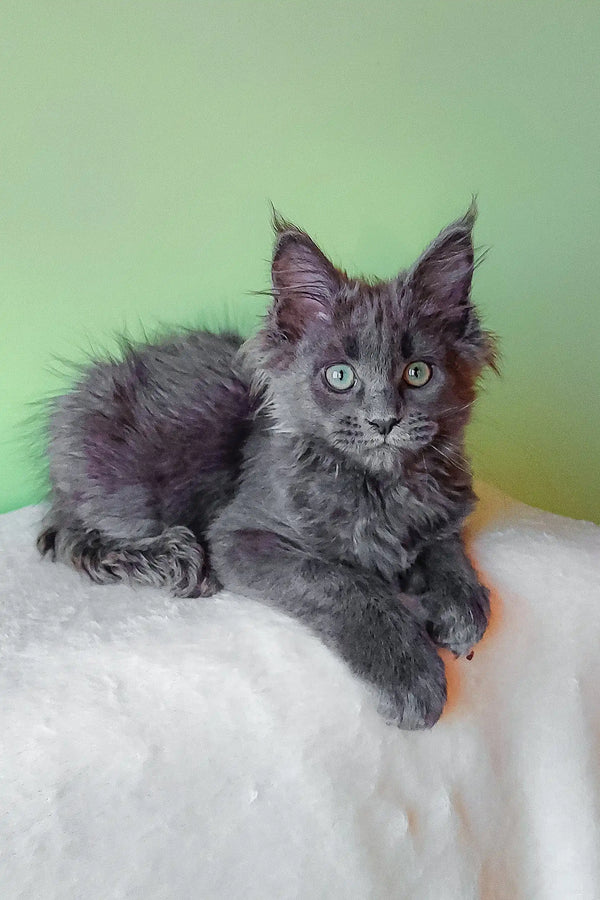 Gray Maine Coon kitten named Eva looking adorable and playful. Perfect companion!