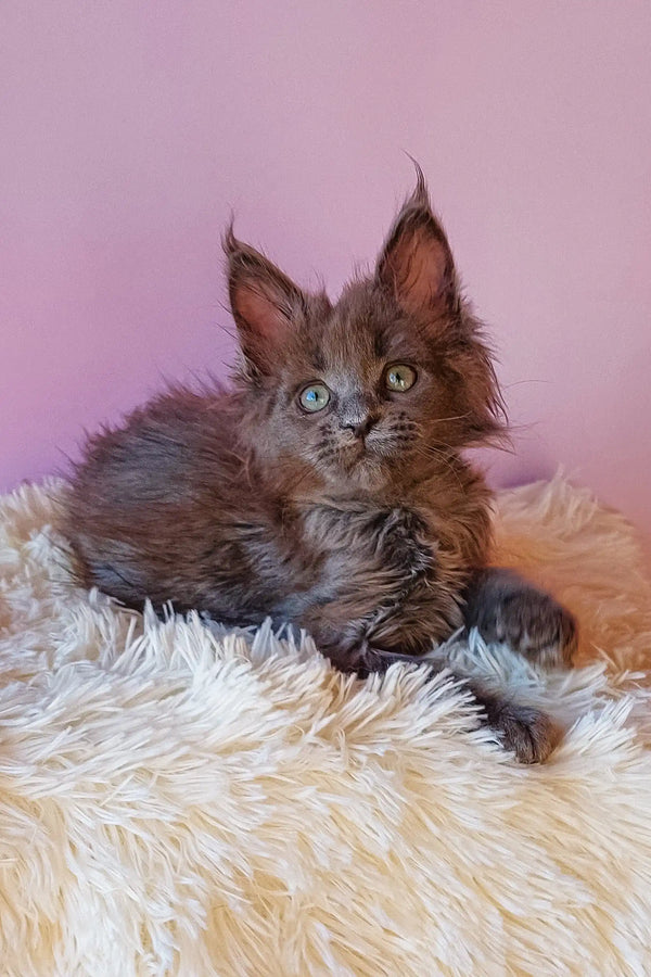 Gray Maine Coon kitten named Eva looking adorable in a cozy setting