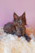 Gray Maine Coon kitten named Eva, perfect for any cat lover looking for a playful friend