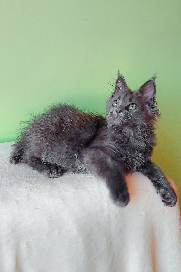 Cute Gray Maine Coon Kitten in the Eva | Maine Coon Kitten product display