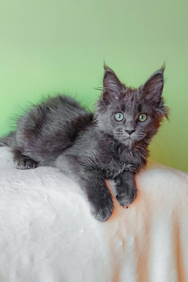 Gray Maine Coon kitten named Eva, perfect for snuggling and playtime fun