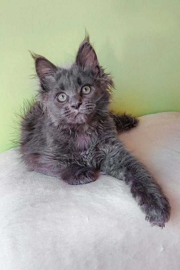 Adorable Gray Maine Coon kitten named Eva ready for cuddles and fun