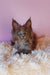 Adorable Gray Maine Coon Kitten named Eva, perfect for any cat lover’s home