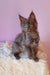 Gray Maine Coon kitten featured in the Eva Maine Coon Kitten product line