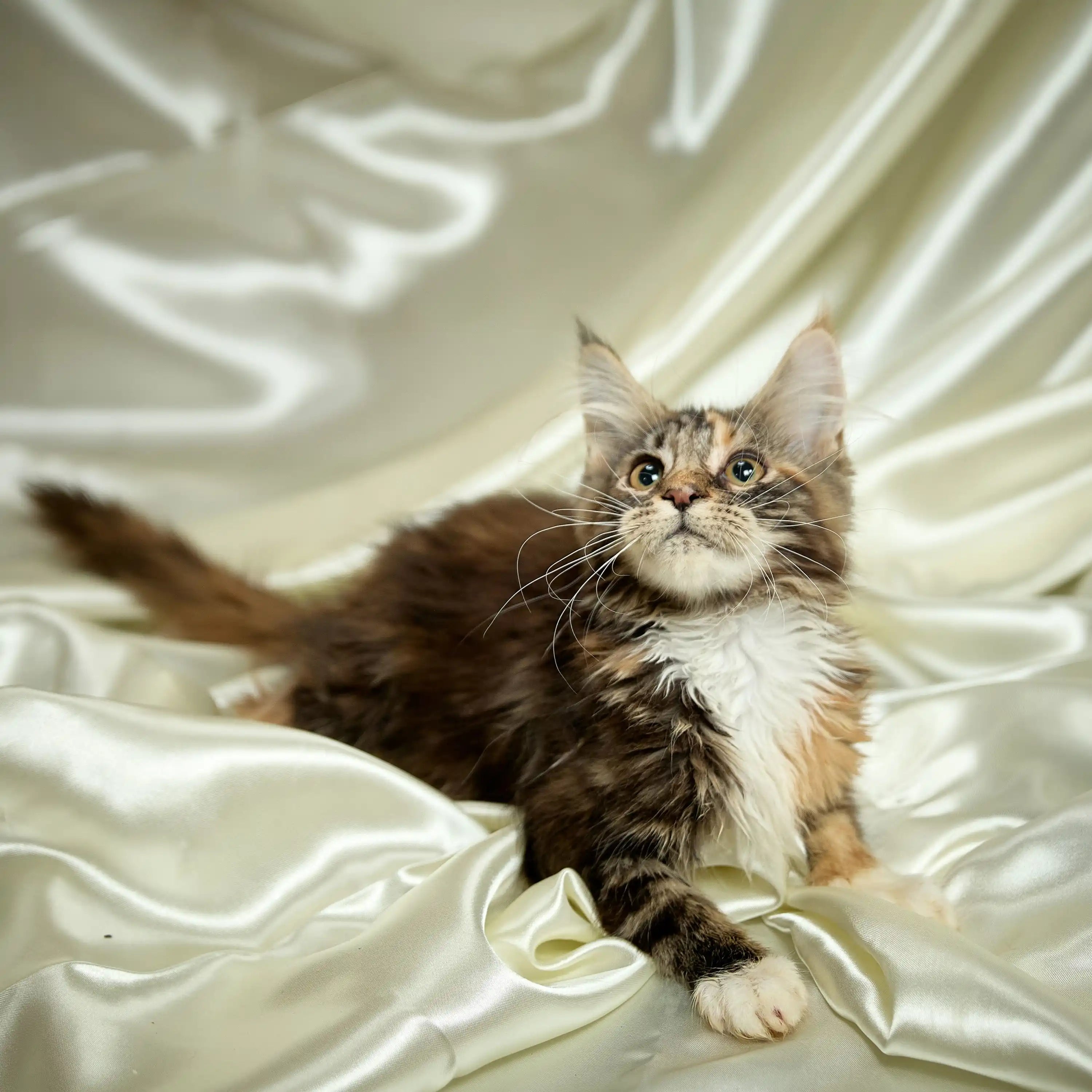 Maine Coon Kittens for Sale Eva | Kitten