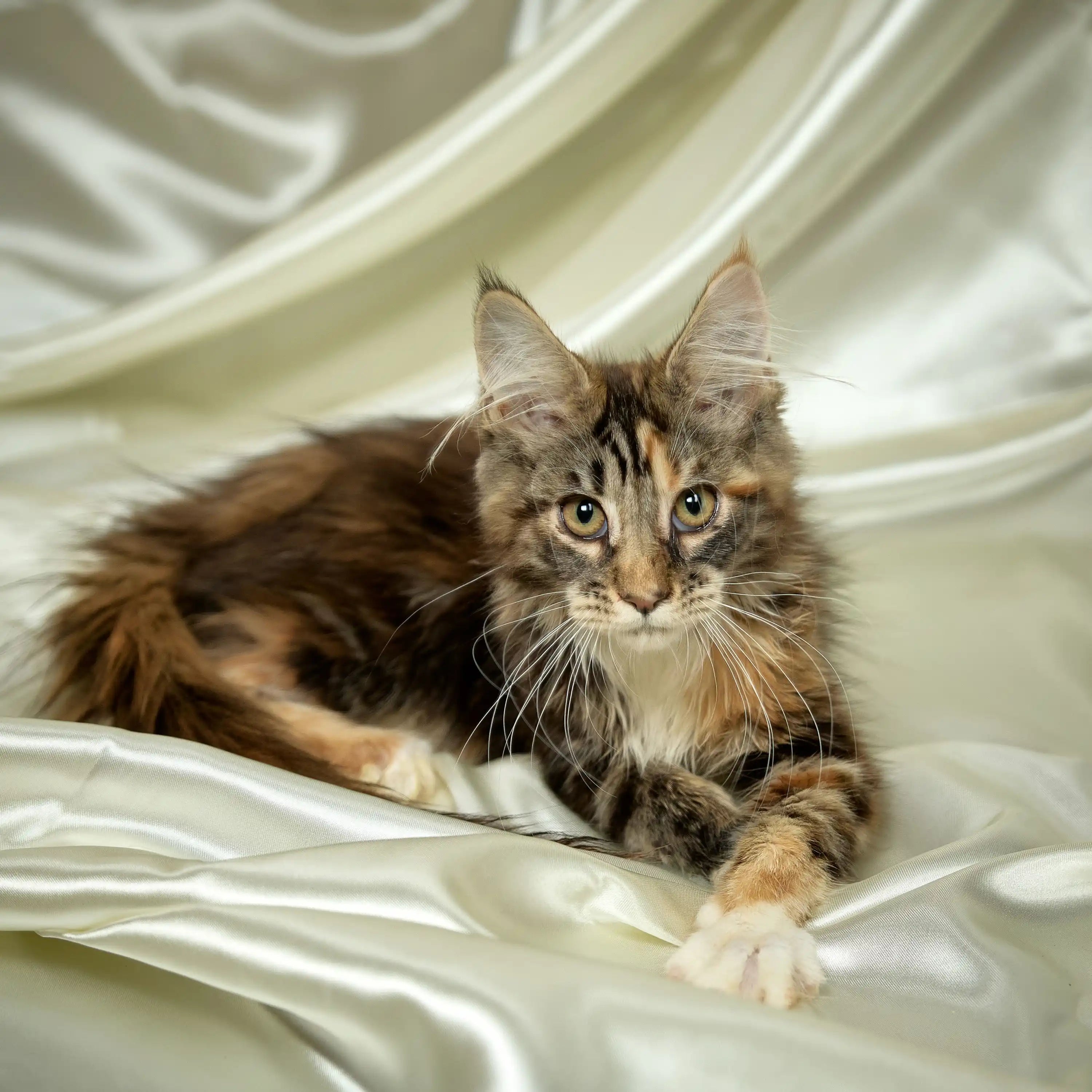 Maine Coon Kittens for Sale Eva | Kitten