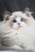 Cute Ragdoll kitten named Eva with fluffy white fur and bright blue eyes