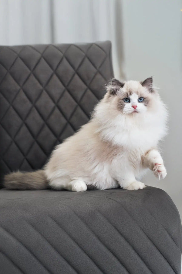 Ragdoll cat with white and grey fur lounging on a cozy quilted chair