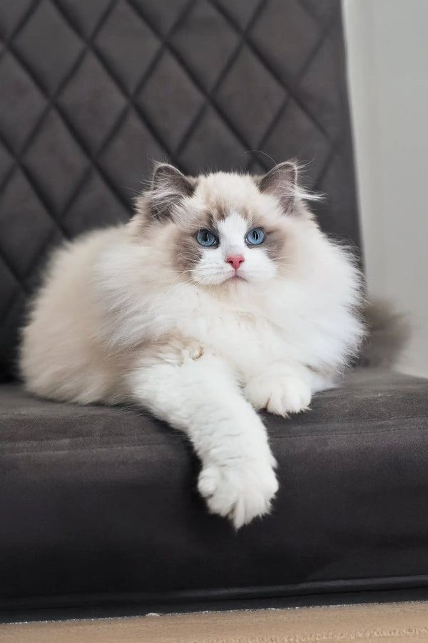 Fluffy Ragdoll Kitten Eva with blue eyes and long white fur, super cute and cuddly