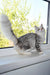 Eva | siberian kitten