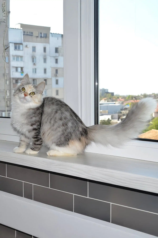 Eva | siberian kitten