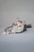 Eva | siberian kitten