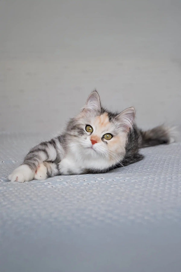 Eva | siberian kitten