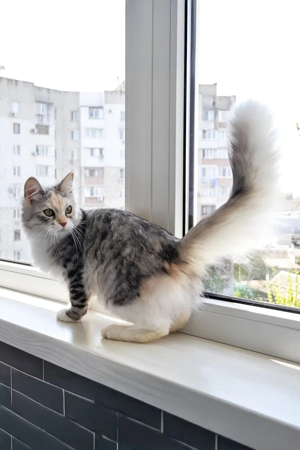 Eva | siberian kitten