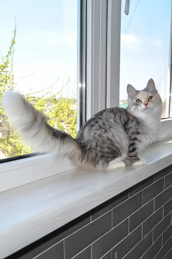 Eva | siberian kitten