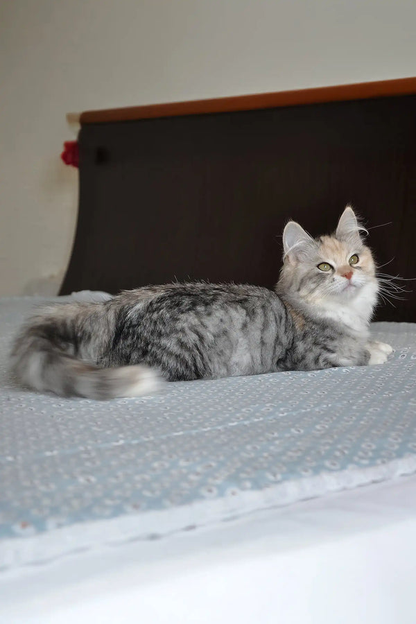 Eva | siberian kitten