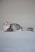 Eva | siberian kitten