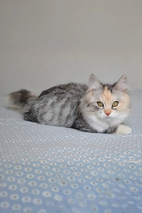 Eva | siberian kitten