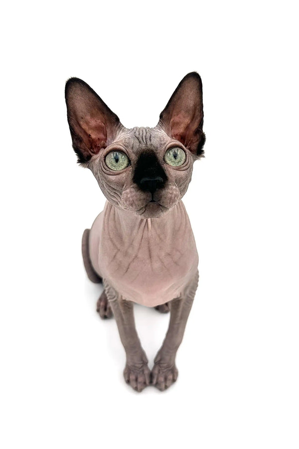 Meet Eva, the adorable Seal Point Sphynx Kitten with big ears and striking green eyes