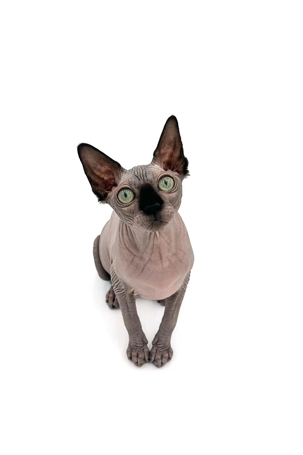 Meet Eva, a playful Seal Point Sphynx kitten with big ears and expressive eyes