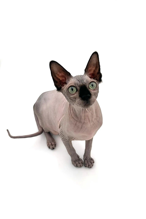 Meet Eva, the adorable Hairless Sphynx Kitten with large ears and stunning blue eyes