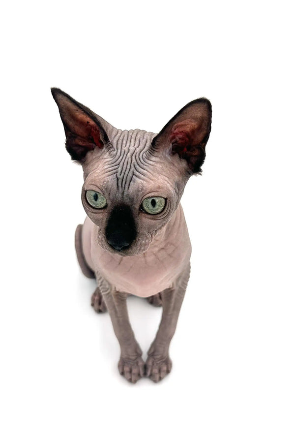 Meet Eva, a playful Sphynx kitten with large ears and striking green eyes