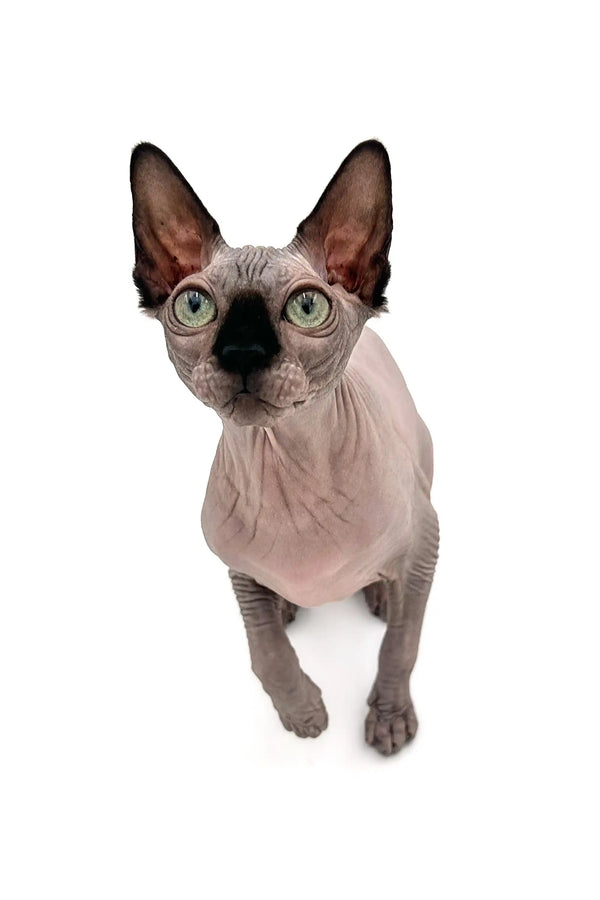 Meet Eva, a playful Sphynx kitten with big ears and seal point coloring