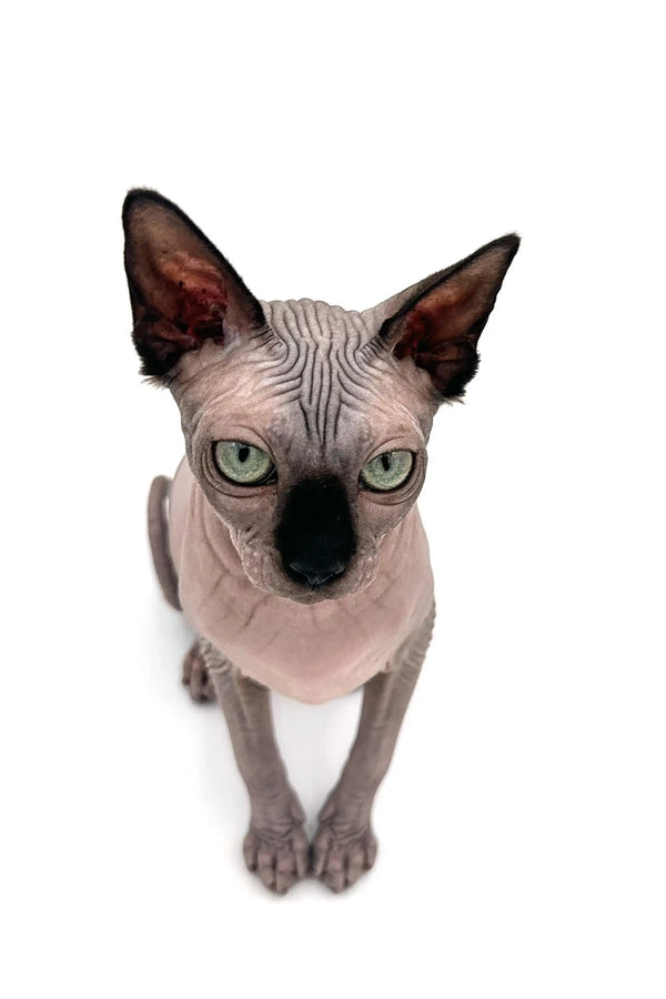 Meet Eva, a seal point Sphynx kitten with big ears and stunning green eyes