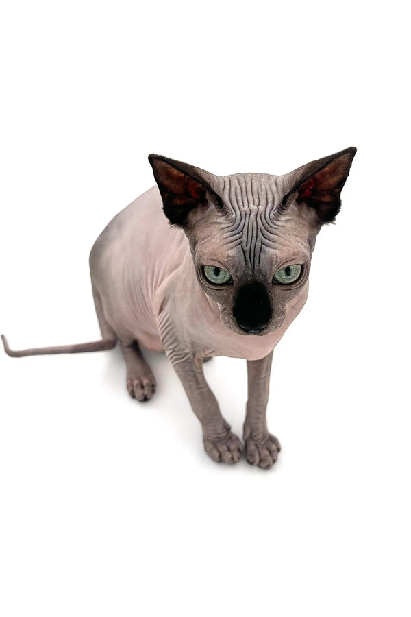 Meet Eva, a playful Sphynx kitten with big ears and striking seal point markings