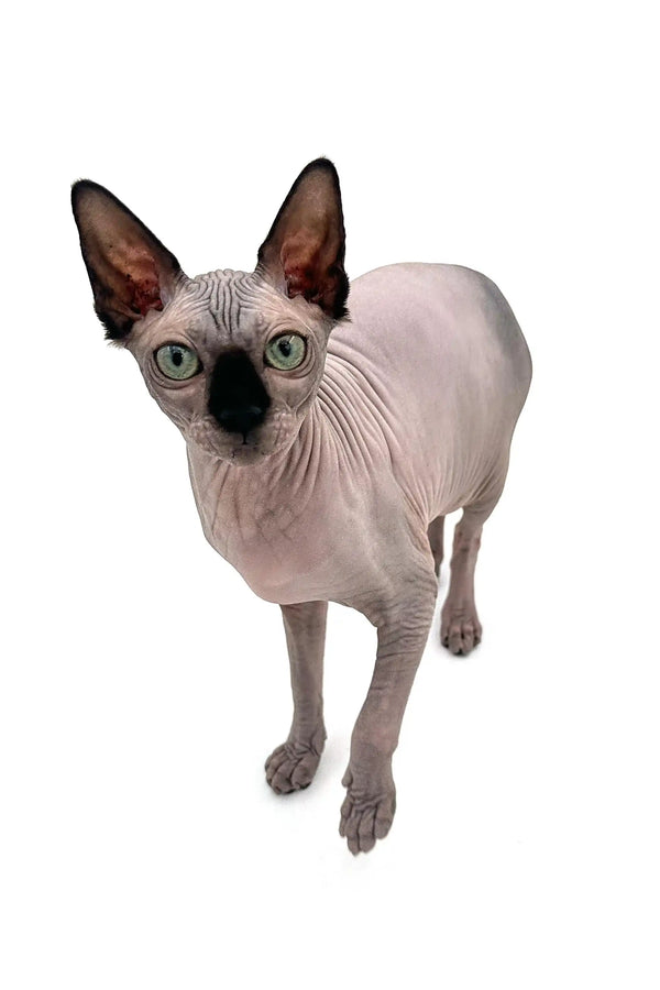 Meet Eva, the adorable Sphynx kitten with large ears and stunning blue eyes