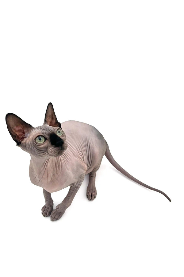 Meet Eva, the adorable Hairless Sphynx Kitten with big ears and a long tail