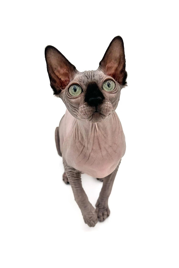 Meet Eva, a playful Sphynx kitten with stunning green eyes and large ears