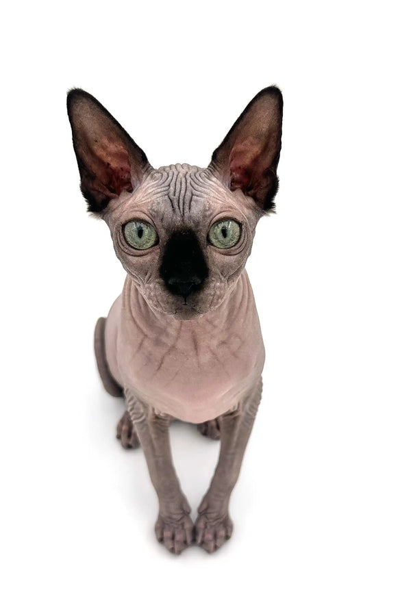 Meet Eva, the adorable Hairless Sphynx Kitten with large ears and stunning green eyes