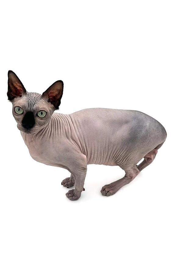 Meet Eva, a playful Sphynx kitten with large ears and stunning blue eyes