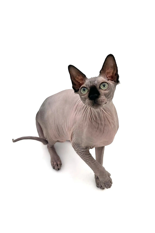 Meet Eva, a playful Sphynx kitten with big ears and stunning green eyes