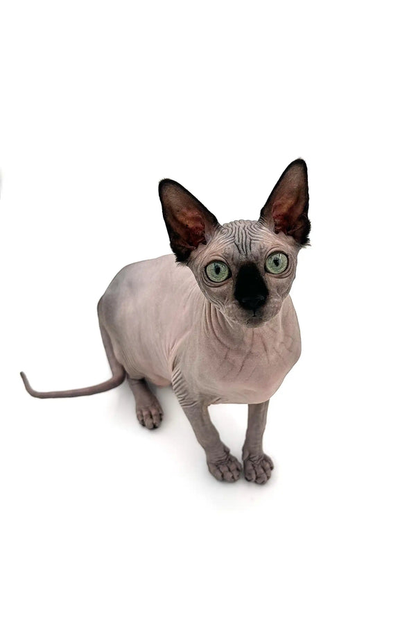 Meet Eva, a seal point Sphynx kitten with big ears and stunning green eyes