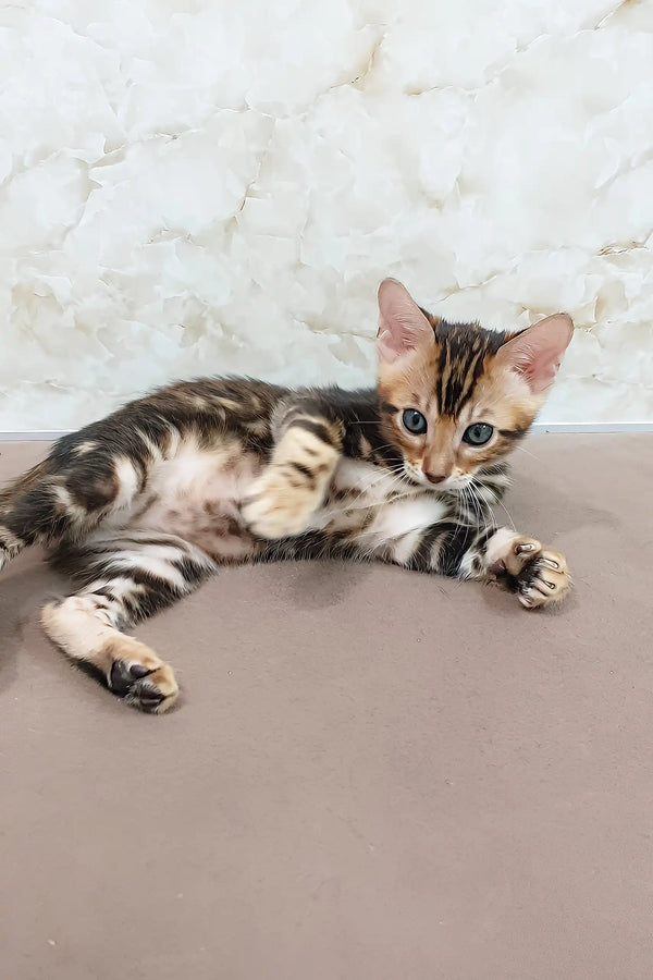 Evan | bengal kitten